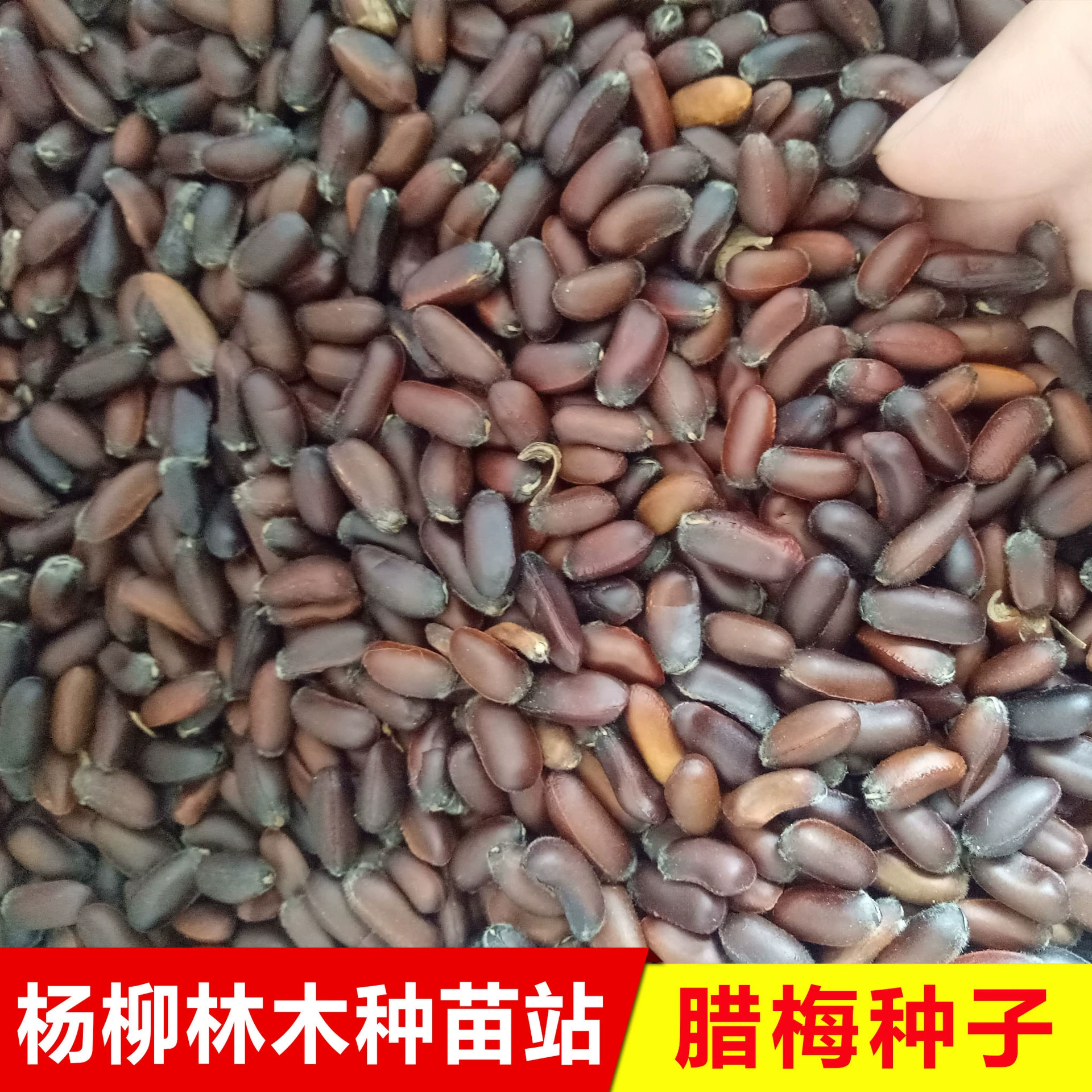 Семена груши семена цветов груши семена груши желтые сливовые деревья груша сезон посева