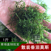 垂泪莫斯大三角散叶散装莫丝moss生态鱼缸造景鱼缸水草批发活体