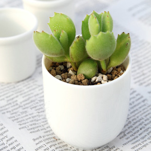 Succulent Plant Combination Potted Bear Boy White Bear White Brocade Peach Egg Green Plant Flower Indoor