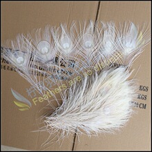 实力厂家销售白色孔雀毛 彩色孔雀羽毛 25-30cm 粉色孔雀毛 爆款