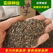 种业批发云杉种子胚芽鲜活东北林木云杉树种子圣诞树蓝杉籽播育苗