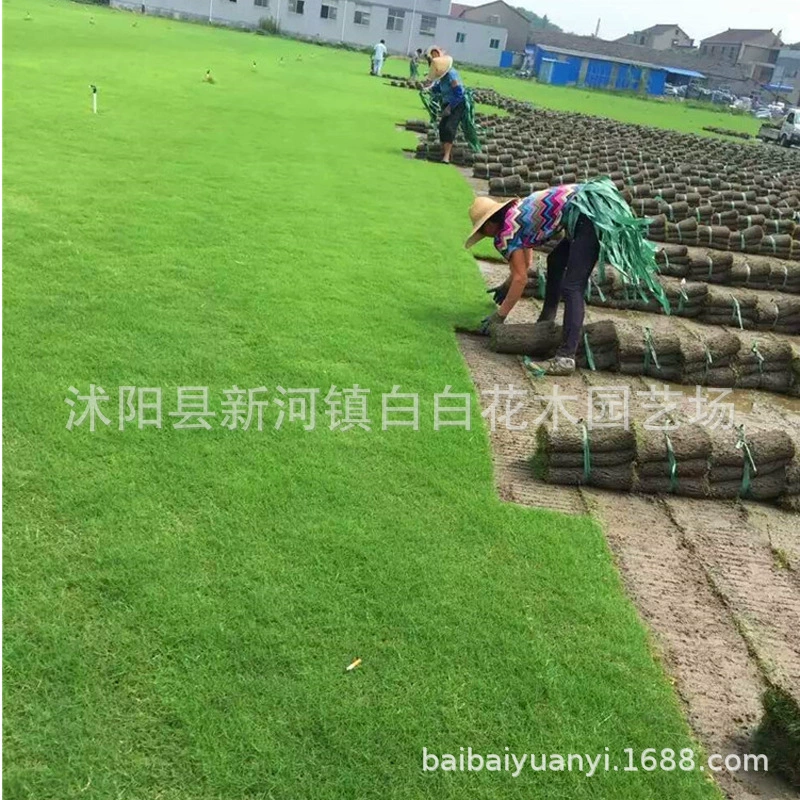 Оптовая Манила Газон База Прямая Цена Стадион Парк Зеленый Газон Манила