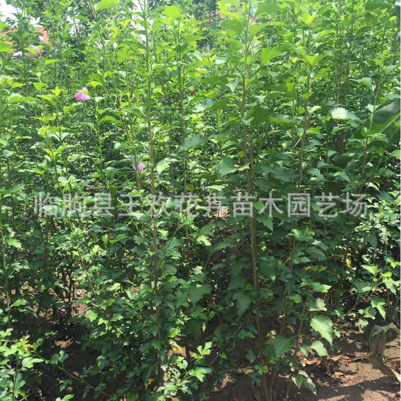 Переполненный Гибискус оптом Зеленые саженцы однополюсный Гибискус дерево Двор Улица шоссе Цветочные растения цветы