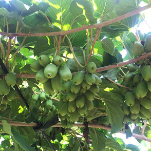 �������l��Ʒ�N����ܛ���J���ҹ�����t�īJ���Ҽ޽��������殐��