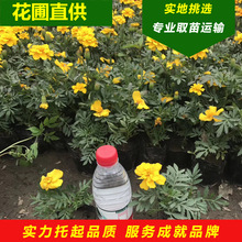 花圃批发孔雀草时令花卉草花花坛鲜花园林园艺装修小万寿菊盆栽花