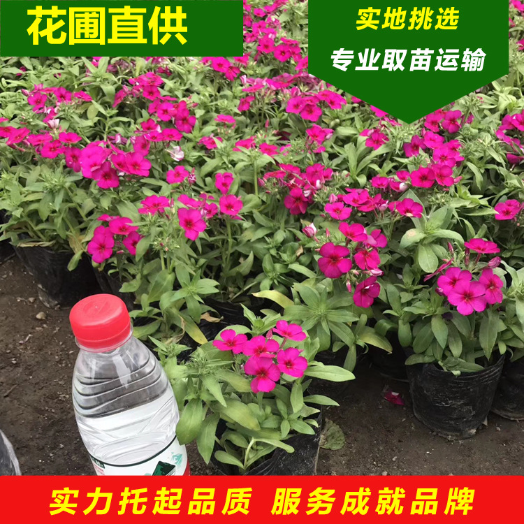 供应地被植物美国石竹花五彩石竹园林景观草本类东北常夏石竹花苗