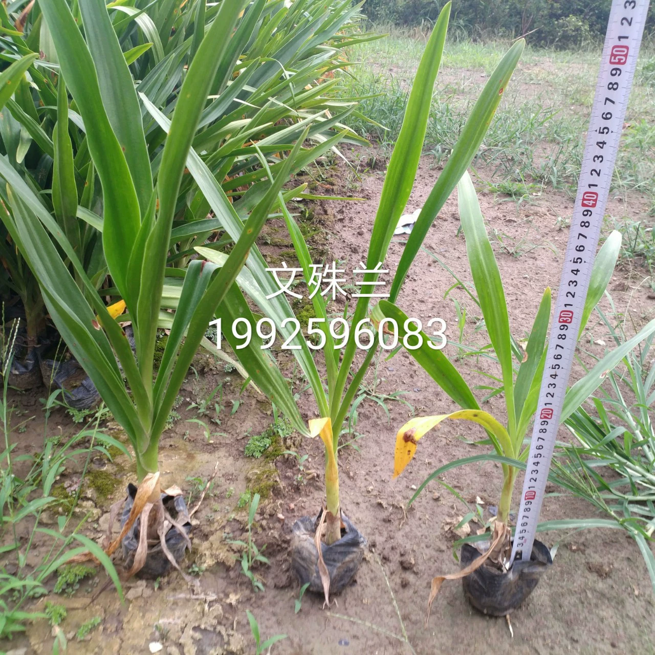 Поставка Wenshulan красный цветок Wenshulan белый цветок Wenshulan цветок листья Wenshulan мешок саженец