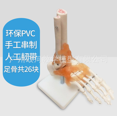 人体脚踝关节功能模型骨骼骨架模型带韧带教学医用模型人体节模型|ru