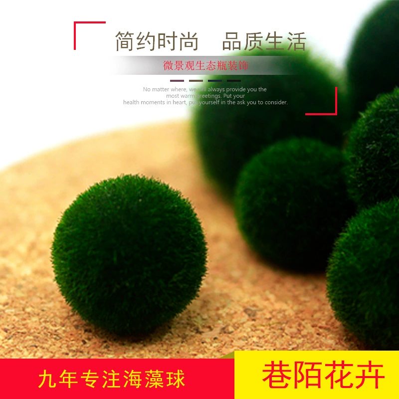 Маримо счастливый морской водоросль шар декоративные живые настоящие водные растения оптом микроландшафт эко бутылка аквариум Гидропонные растения