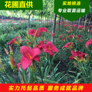 ���l�t������ݼt��ʯ��ݵر������޸�ֲ���_ԭ�t����ݱ���a��