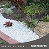 Snow white gravel flowers bonsai decorative gravel community landscaping gravel white tough stone