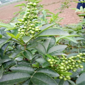 乔木;灌木;盆栽