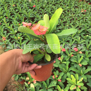 ����÷�������l���Ի���÷�F�����^��ֲ�ﻢ��÷�����ļ��_����÷