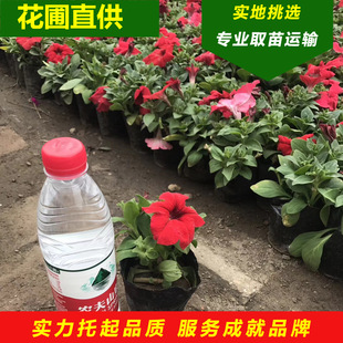 �������l����ţ�����_����ɫ��ţ���|���r��ݻ��Gֲ��������ă�