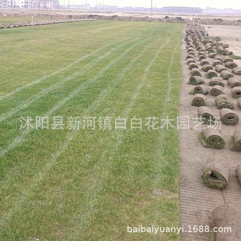 Оптовая Бермудские Острова Газон База Прямая для Карликов Бермудская Зеленая Трава Райграсс Инженерный Газон