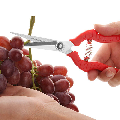 Gardening pruning shears, fruit picking, flower pruning, thin fruit pepper picking, grape fruit gardening agricultural fruit tree scissors, branch shears