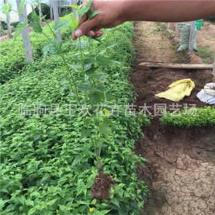 ���l��Ļ��� ��ľ���ķ��Ļ� �S��÷ �����÷ Ҏ���Rȫ����