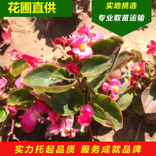 ���l�������Ļ����ļ����ĕr��ܖ|�����ܶ���Gֲ���Ժ��Ļ�