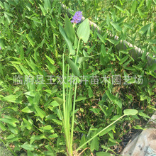 ���l���ع������~��   �^�~ˮ��ֲ�����~��ˮ���^�~ֲ�����~��