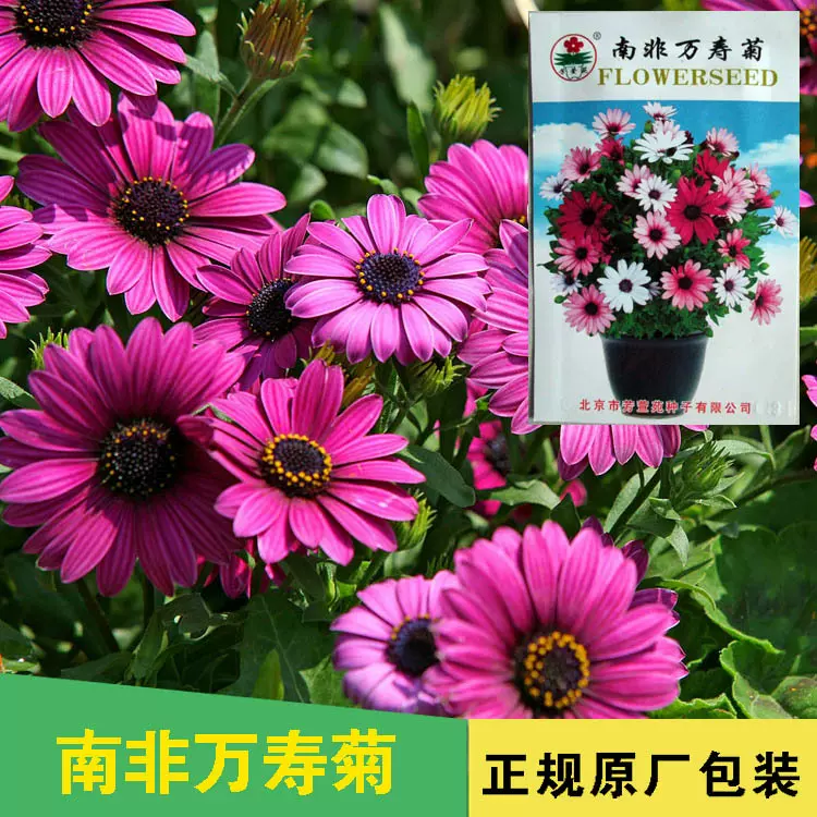 万寿菊种子万寿菊籽菊花种子花籽花卉种子阳台盆栽种子批发公司