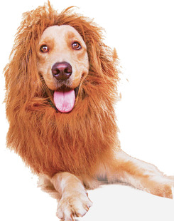 High -Grade Lif Pet Lion Wigs и кошачьи парики исходной заводской заводские аксессуары для домашних животных поддерживают фиксированные