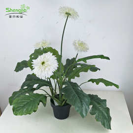 仿真植物扶郎菊绢布假花室内外家居装饰仿真花盆栽厂家直销假绿植