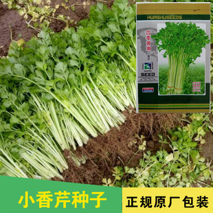 �ļ��S��С���۷N�� �۲����۲˷N�� �߲˷N�����l�˷N����