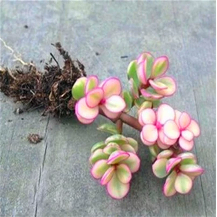 Ya Le Dance 4-10 см База оптом мясистые растения база прямых продаж Большой Конг