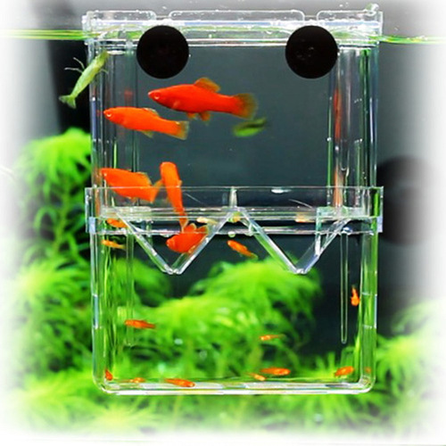 Fry breeding, acrylic double layer self-floating, guppy hatching box, incubator, isolation box, large betta box