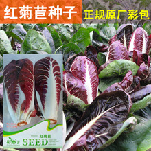红菊苣种子菊苣籽蔬菜种子批发菜种子菜籽菜种子批发公司