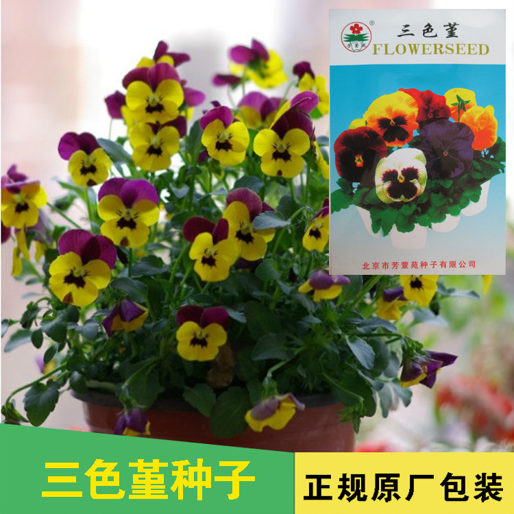 三色堇种子花种子花籽花卉种子鲜花种子蔬菜种子批发菜种菜种子