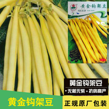 架豆种子四季豆种子豆种子家庭盆栽花卉种子蔬菜种子批发