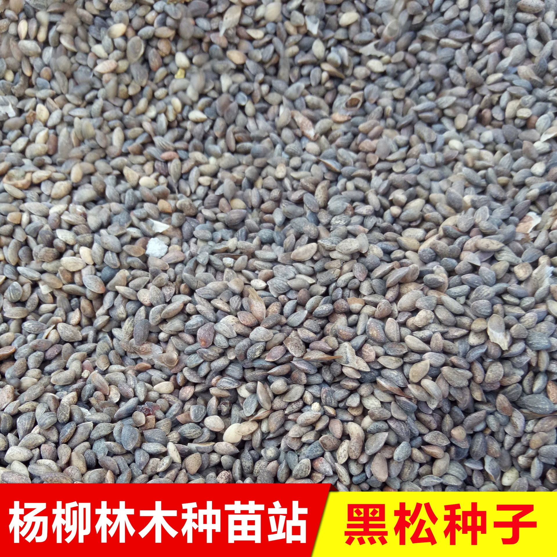 Черные Сосновые Семена Моделирование Семена Дерева Бонсай Сосновые Семена