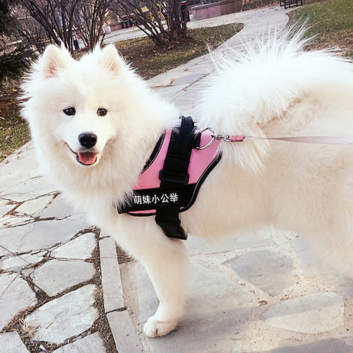 K9 Pet Leash Harness Dog Lead Collar Pet Supply