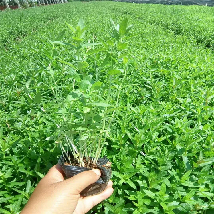 Lythrum в Цинчжоу, провинция Шаньдун, большой запас травы цветок Lythrum в большом количестве и хорошего качества