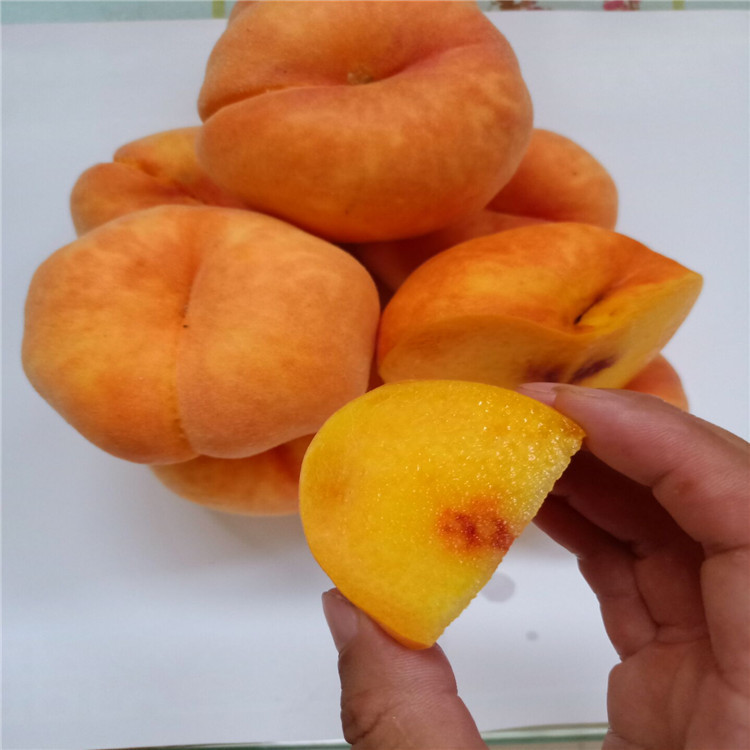 蟠桃桃树苗七月中旬黄蟠桃 个大肉厚蟠桃品种
