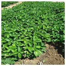 ���ܴ���������ݮ�� �½���ϵ�l�_�ӱ��]��������ݮ��