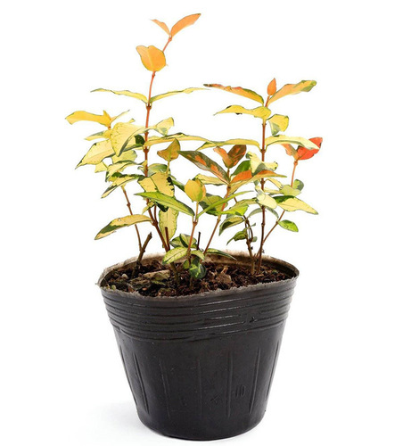 Special nutrition bowl for garden flowers, nutrition bag, nutrition cup, plastic simple seedling pot, nutrition pot, seedling bowl