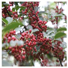 出售0.8公分花椒苗价格  基地现挖现卖各种果树苗 狮子头花椒树苗