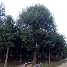 ɽ|̩1-50ϰϞ؃r@ֹ̾GϰϞl