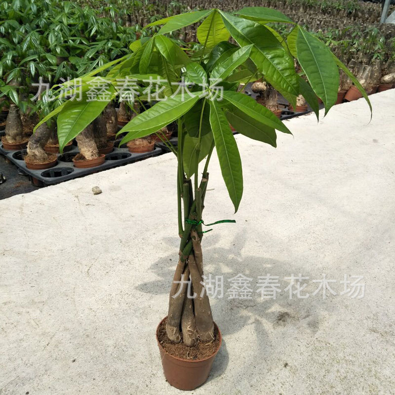 Woven Pachira Money Tree Potted Plant Wholesale Office Indoor and Outdoor Green Plants Air Purifying Leaf Ornamental Bonsai Woven Pachira Money Tree Potted Plant Wholesale Office Indoor and Outdoor Green Plants Air Purifying Leaf Ornamental Bonsai