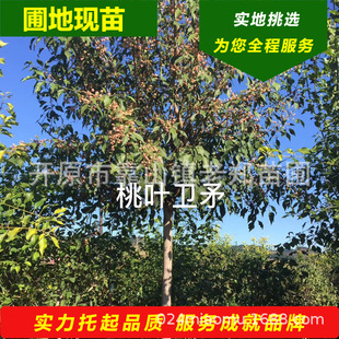 �|���_ԭ�������Թ������~�lì����z��ľ�|���lì�G���е���r��