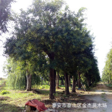 ɽ|̩1-150և ~ľFڬFur