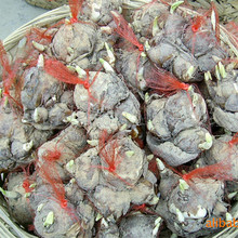 水仙花种球批发 水养植物球根室内水培花卉冬季盆栽漳州水仙种子