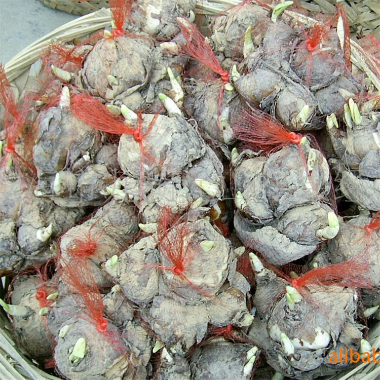 水仙花种球批发 水养植物球根室内水培花卉冬季盆栽漳州水仙种子