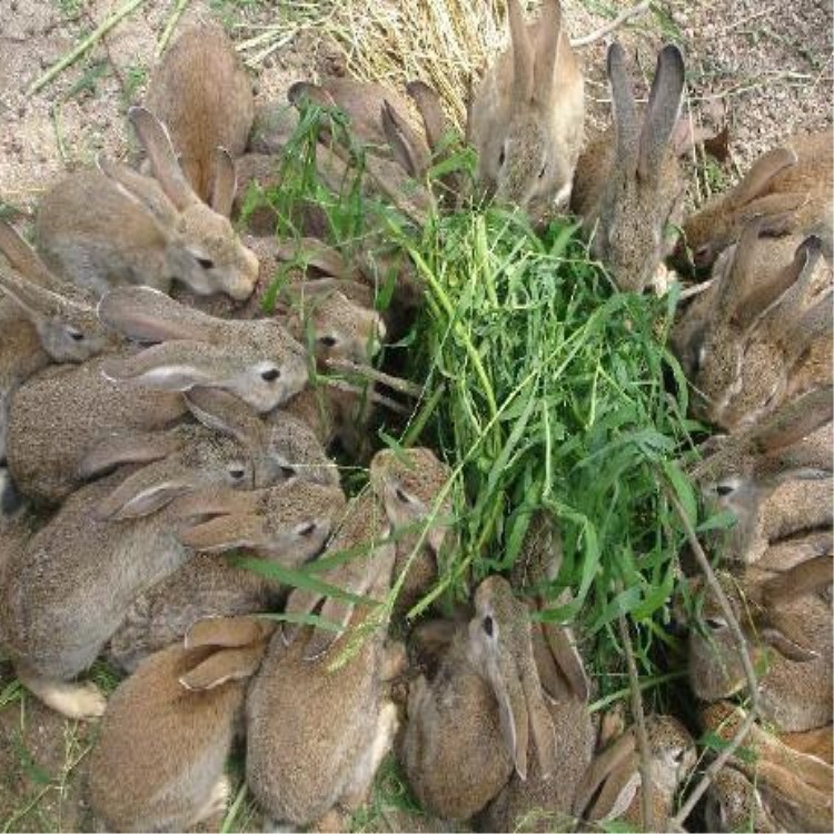 大量批发新西兰种兔和比利时野兔外加出售长毛宠物兔 狮子兔包邮