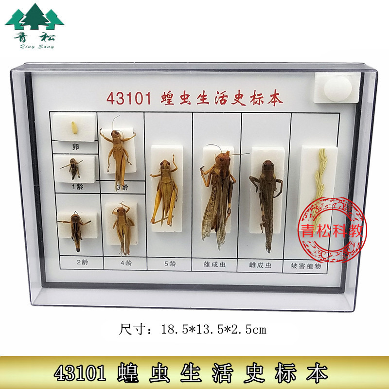 蝗虫生活史标本 J43101 初中高中生物实验 教学仪器器材标本实验