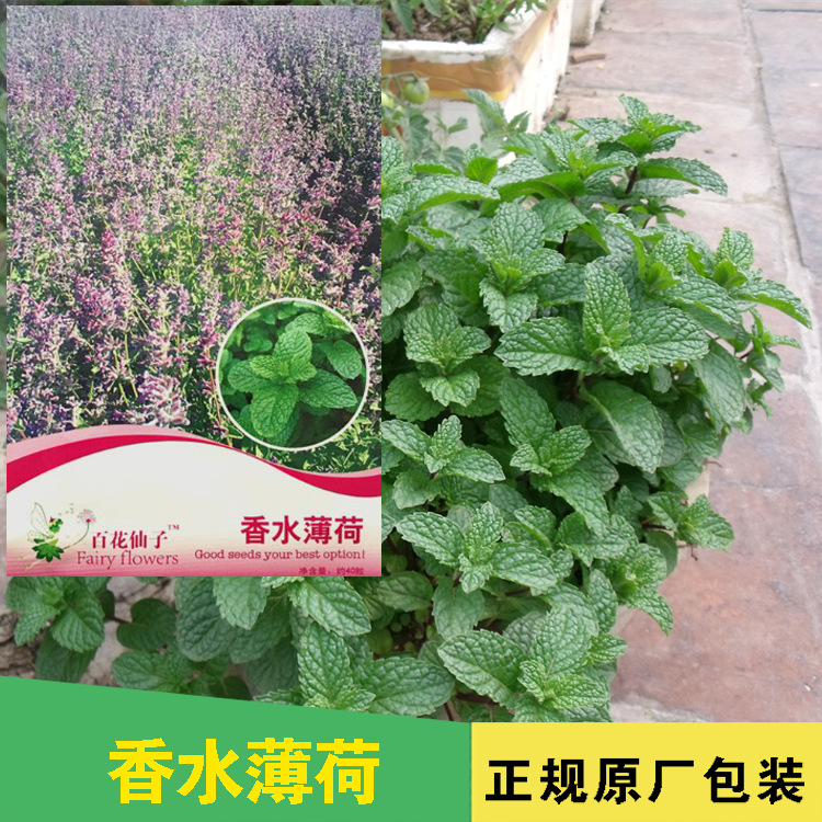 薄荷种子薄荷籽药材种子花卉种子蔬菜种子批发菜种菜籽种子公司四