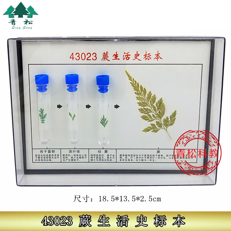 蕨生活史标本43023 初中、高中生 物实验器材 生物标本 教学仪器