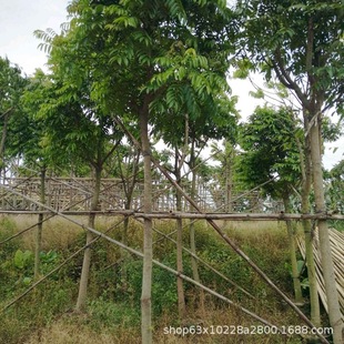 ����ֱ�N ��� ���U���^��� ������ ���� ��Ҏ�� �G����ľ��r